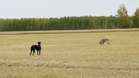 Two Greyhound walking in the field Stock Footage 99526294