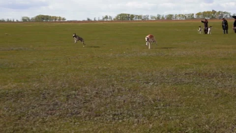 Two greyhounds are racing Stock Footage 99525992
