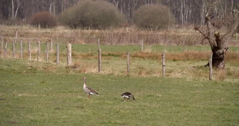 Two greylag geese eating grass at National Park Netherlands Stock Footage 87723281