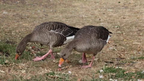 Two greylag geese grazing on dry grass Stock Footage 340666313