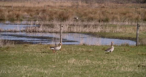 Two greylag geese walking field with a fen at National Park Stock Footage 87722535