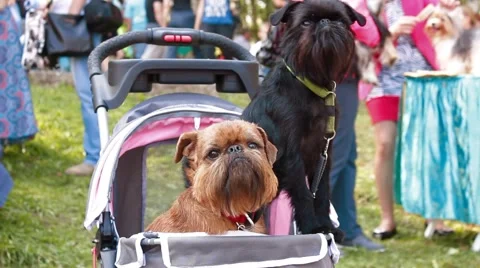 Two Griffon dog Stock Footage 40783238