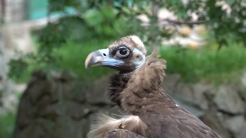 Two griffon sit at rocks Stock Footage 92915437