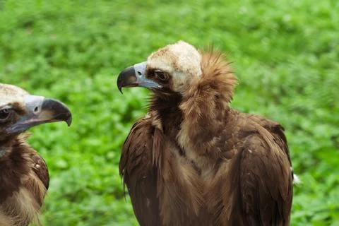 Two griffon vultures with distinctive features and brown plumage standing on Stock Photos