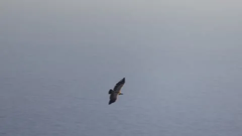 Two Griffon Vultures (Gyps fulvus) flying together with deep blue sea background Stock Footage 337732452