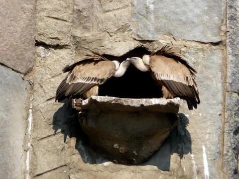 Two griffons Stock Photos