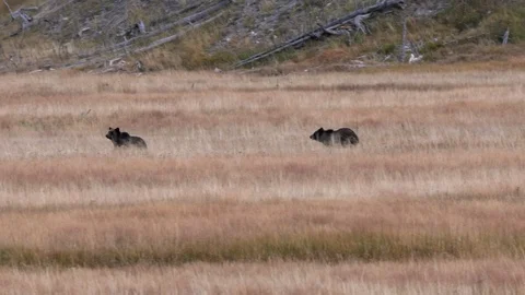 Two grizzly bear cubs run across a meadow at yellowstone Stock Footage 122310791