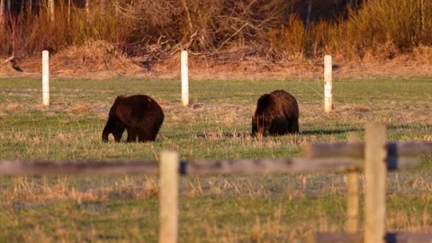 Two grizzly bears feeding Stock Footage 249580811