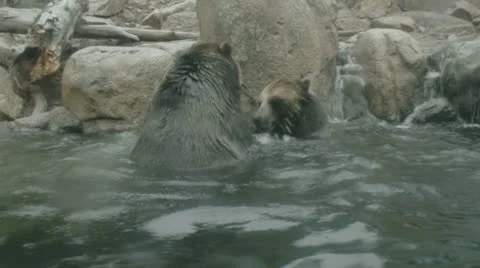 Two grizzly bears fighting 2 Stock Footage 25507288