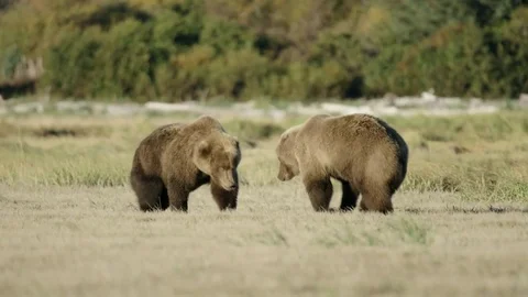 Two Grizzly Bears Mating dance and play fighting in a field Stock Footage