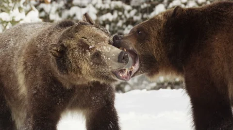 Two grizzly bears playfully bite at each other Vidéo 52878322