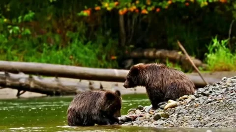 Two grizzly bears stand along a lush riverbank, Stock Footage 339192048