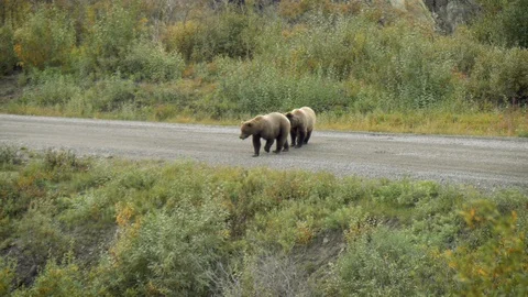 Two grizzly bears walking on the road in Denali National Park, Alaska Stock Footage 120179254