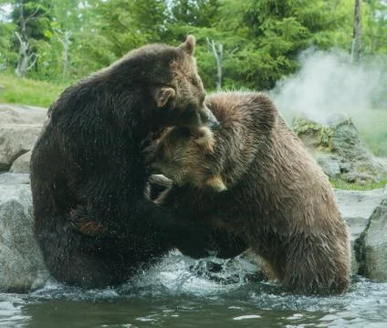 Two grizzly (brown) bears fight Stock Photos