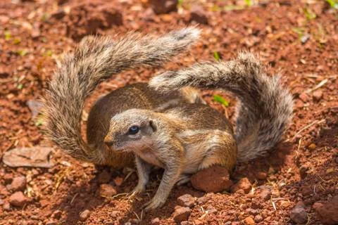 Two ground squirrels with folded tails Stock Photos