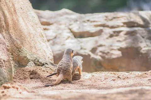 Two ground squirrels hugging, mating. Mammals steppe animals of the wild Stock Photos