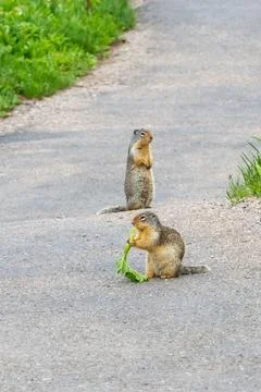 Two ground squirrels on a paved path Fotos Stock