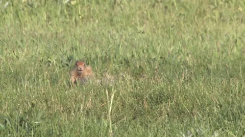 Two ground squirrels playing and running in grassy meadow Stock Footage 64856970