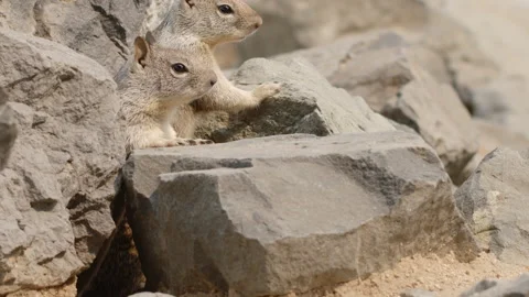Two Ground Squirrels Stand Guard at Entrance to Burrow - Shallow DOF Stock Footage 138861986