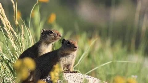 Two Ground Squirrels Watch for Danger Vídeo Stock 52909327