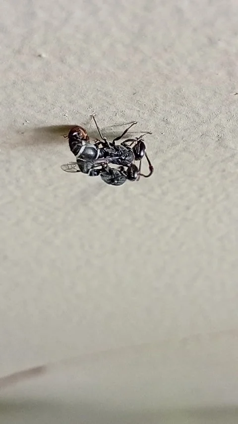 Two Ground Wasps Mating, Bangkok, Thailand - 19 Jan 2026 Stock Footage 330004762