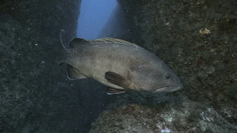 Two Groupers at Mediterranean Reef, under water shot Stock Footage 117445222