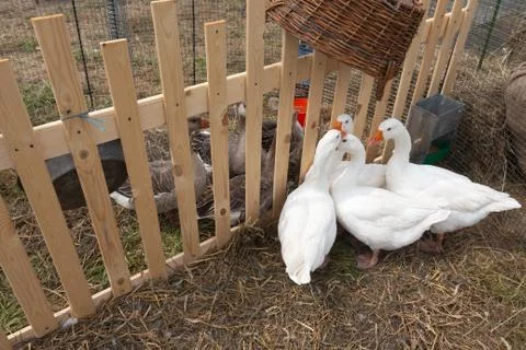 Two groups of gray and white geese met at the fence Stock Photos