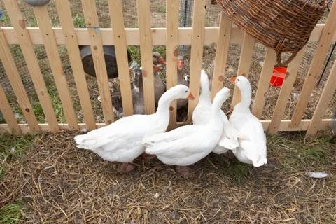 Two groups of gray and white geese met at the fence Stock Photos