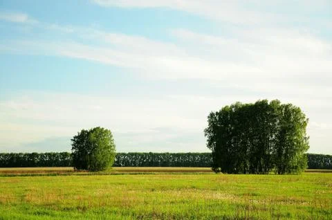 Two groups of lonely birches stand in a field not far from each other. Stock Photos