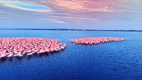 Two groups of pink flamingos in open water Stock-Footage 334318047