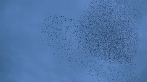 Two groups of starlings almost make a heart shape Stock Footage 92110429