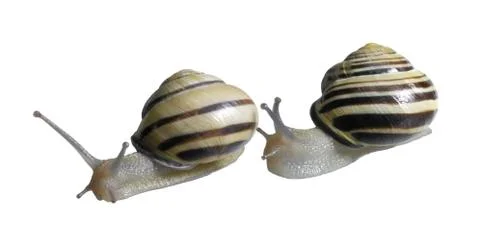 Two grove snails Stock Photos