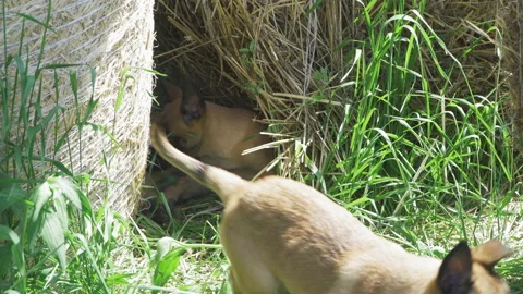 Two growing Belgian shepherds on a field in a haystack. One puppy lies in the Stock Footage 139808456