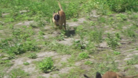 Two growing Belgian Shepherds frolic on the field. They're running on the grass Video stock 139443398