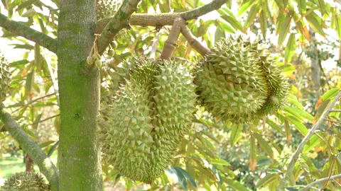 Two Growing Durians On Tree Under Beautiful Sunlight Vídeo Stock 333837841