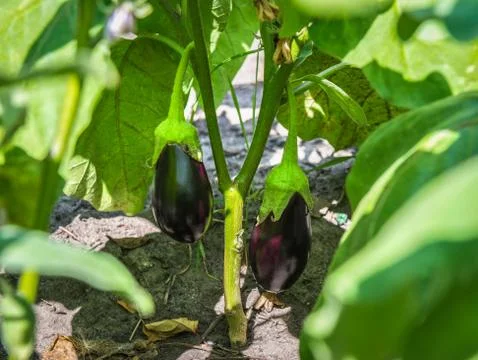 Two growing eggplants Stock Photos
