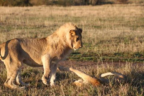 Two grown-up lion cubs with sprouting manes, playing with each other Stock Photos