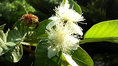 Two Guava flower in the norning Stock Footage 121439657