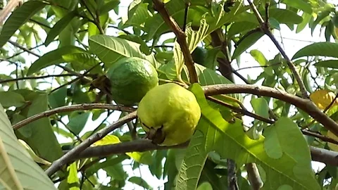 Two guava fruit on the tree. One yellow guava and another is green guava. Stock-Footage 121136242