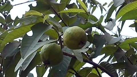 Two guava fruit in the tree swayed in the wind Video stock 117975829