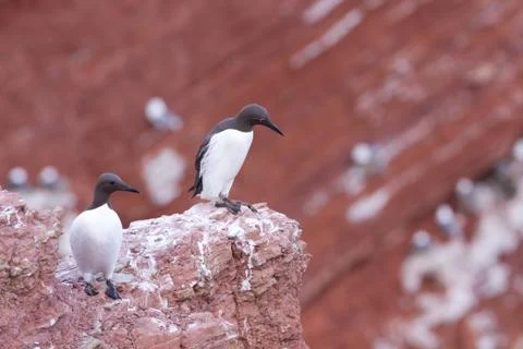 Two guillemots on a cliff Stock Photos