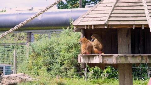 Two Guinea Baboons sit and groom each other at a Zoo Stock Footage 113865882