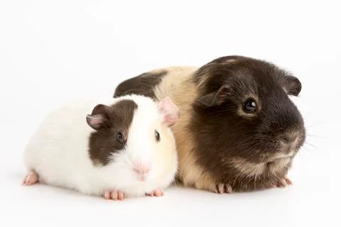 Two Guinea Pigs Against White Background Stock Photos