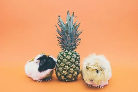 Two Guinea Pigs Beside Pineapple Fruit Stock Photos