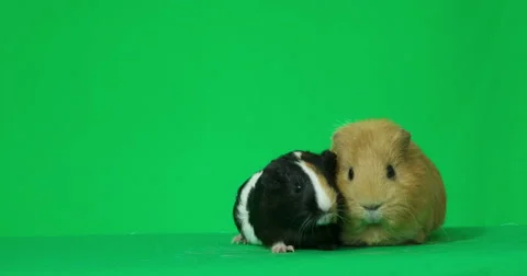 Two guinea pigs on a green screen Stock-Footage 56513927