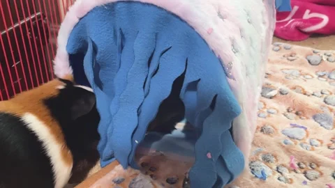 Two Guinea Pigs in a Hideaway Spot Stock Footage 248099402