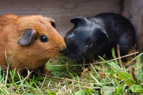 Two guinea pigs Stock Photos