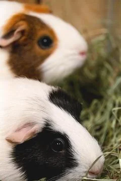 Two guinea pigs Stock Photos
