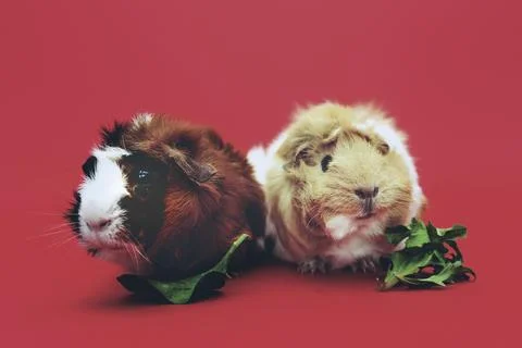 Two Guinea Pigs on a red background Stock Photos