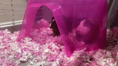 Two Guinea Pigs Sitting In a Dome Stock Footage 246514410